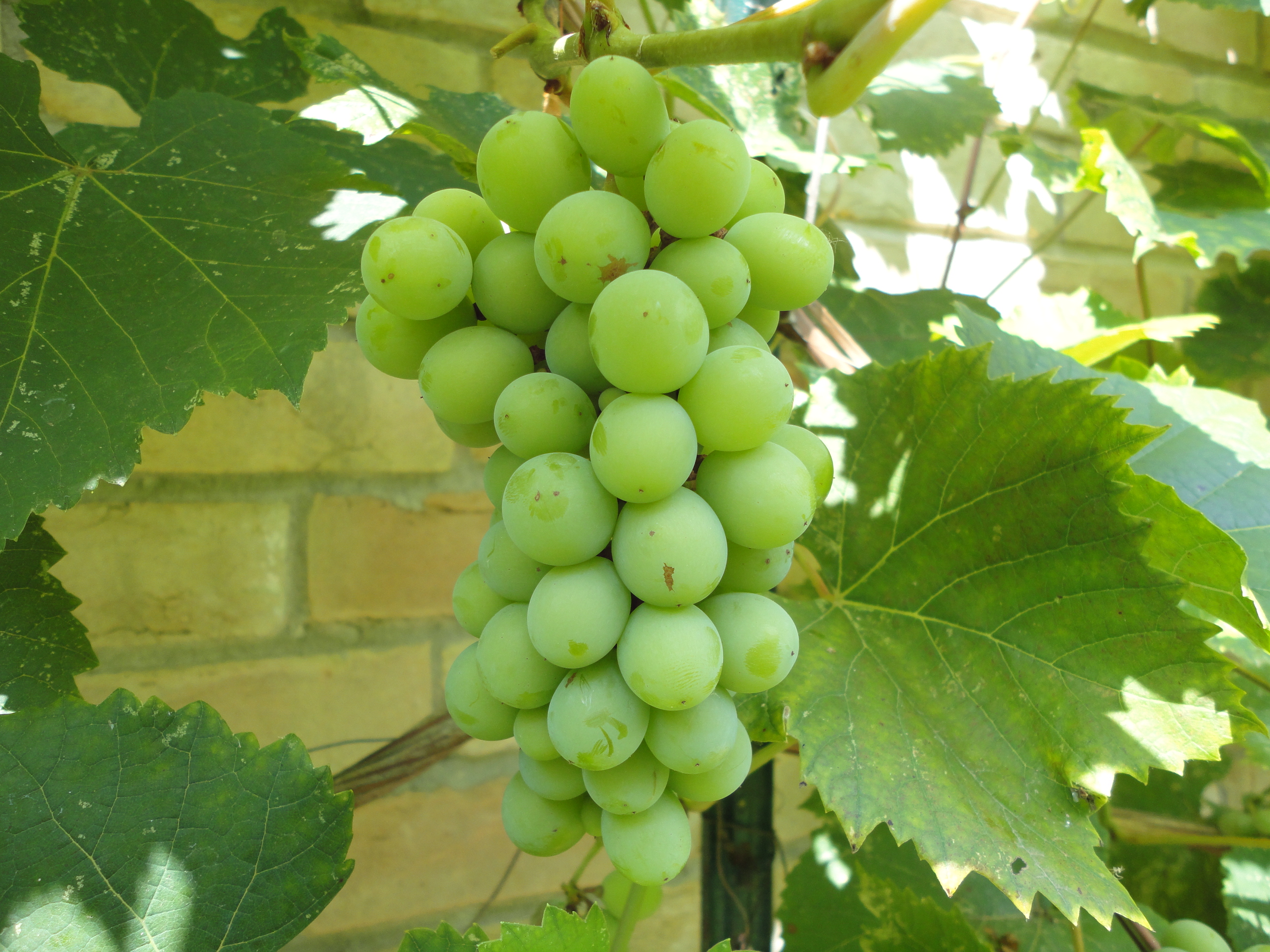  attila szőlő